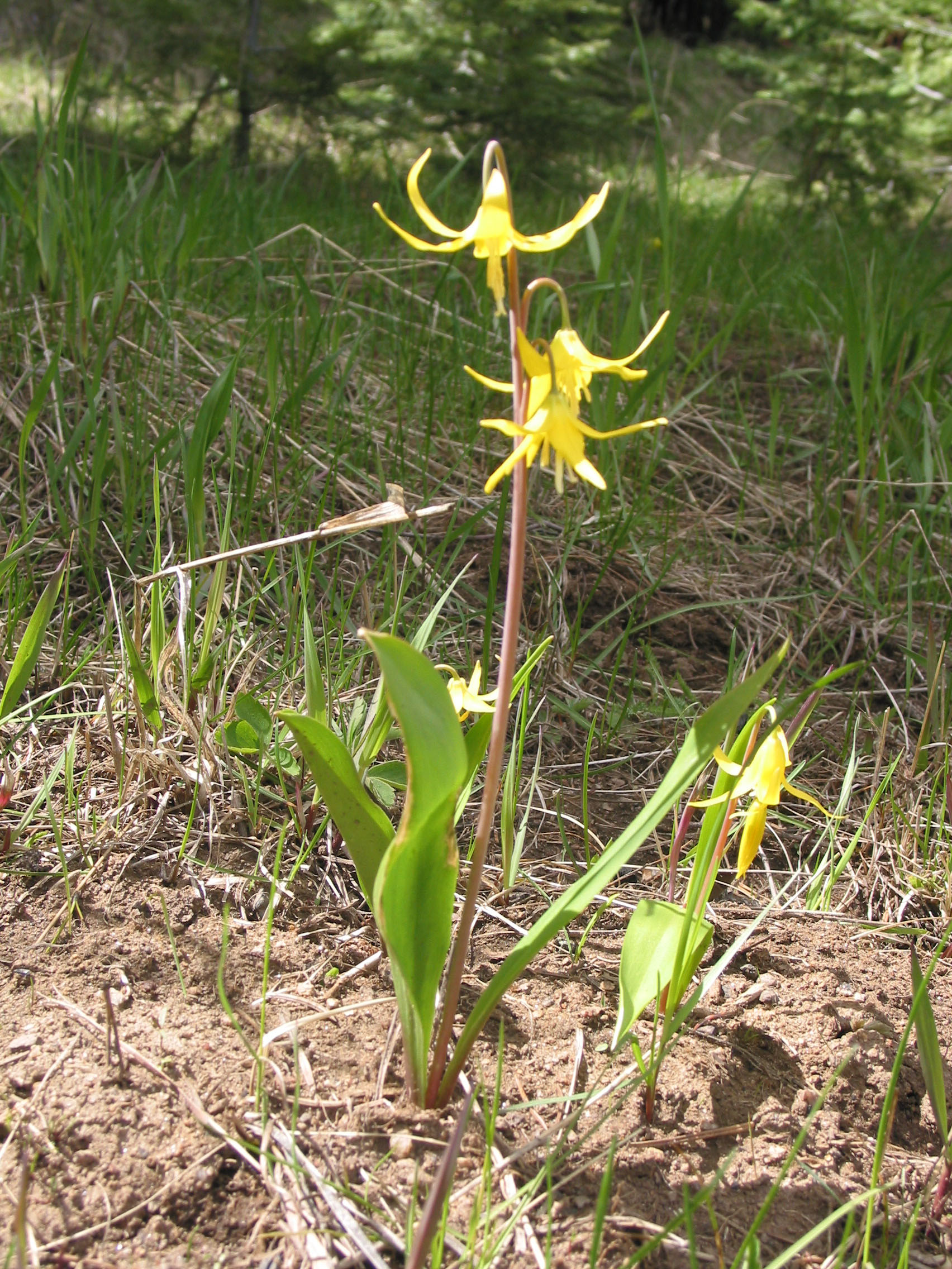 Glacier Lily (Erythronium grandiflorum)


